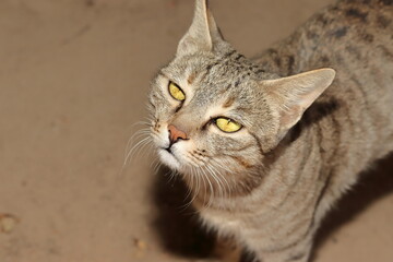A pet tabby cat sitting in the courtyard of the house and looking at the camera
