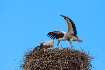 Ein junger Storch mach erste Flugübungen - Weißstorch / Klapperstorch im Nest (Lat.: Ciconia ciconia)