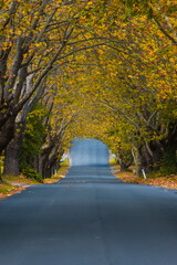 Obraz premium Yellow maple trees during autumn season.