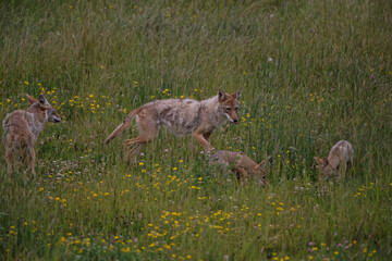 Coyotes