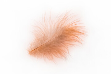 Small fluffy brown soft chicken feather on a white background, isolated