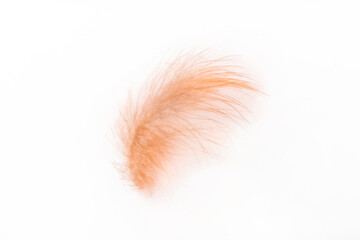Small fluffy brown soft chicken feather on a white background, isolated