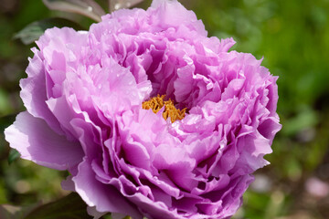 Purple Peony Close Up Macro