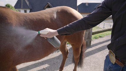 Cowboy spray horse fur to make it shine