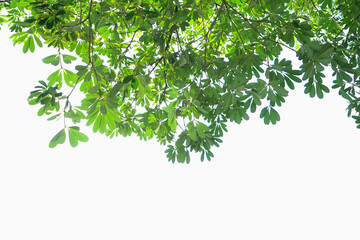 green leaf isolate on white background