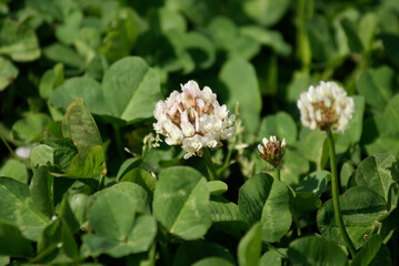 White clover Flower and Leaves