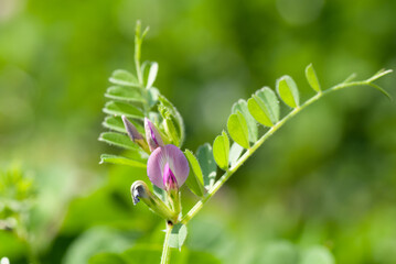 Narrow-leaved Vetch Close Up Macro