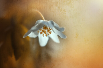 Biały kwiat zawilca gajowego na pomarańczowym tle. Pręciki wiosennego kwiatu zawilca