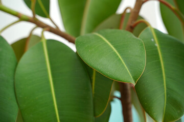 Rubber fig's big smooth green leaf