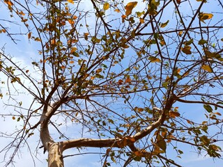 branches against blue sky background