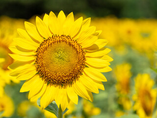 Fototapeta premium ヒマワリの花