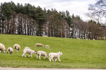 A small flock of new lambs outdoors in spring time England.