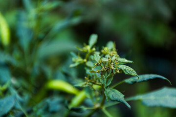 A close-up of a chili plant with a green chili, which is an unripe chili that grows with its leaves.