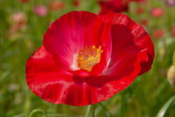 Red Corn Poppy Flower Close Up