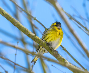 Male black-headed goldfinch