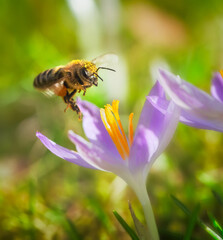 Bee flying to a purple crocus flower blossom