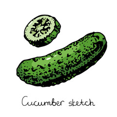 Fresh cucumber half and sliced vector illustration