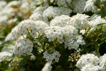 White flowers of Reeves spirea Full Bloom