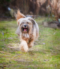 Naklejka na ściany i meble Tibetan terrier dog running in the garden