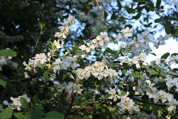 White flowers of tree in spring season. Tree blossom on a sunny day in the springtime. 
