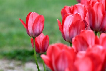 Pink tulips in the park in spring