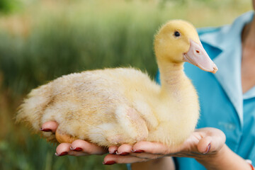 an adult woman holds a grown yellow duck in her arms against the background of nature