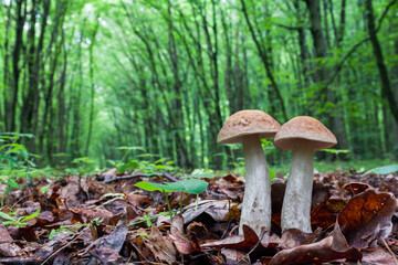Fototapeta premium Two edible brown mushrooms (Leccinum scabrum) grow in the woods