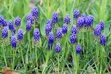 Blue Muscari in the park in spring