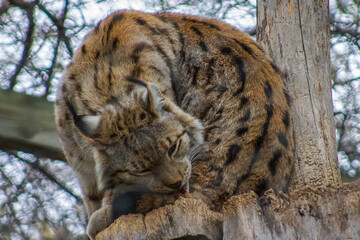 Zoo animals