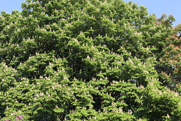 White flowers of chestnut tree in spring season. Tree blossom on a sunny day in the springtime.