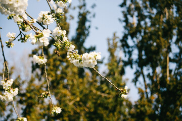 Kirschblüten im Makro