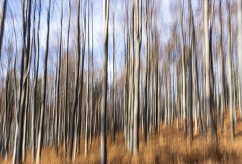 Blurred woods