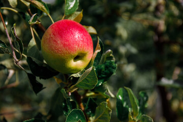 One red apple on the tree