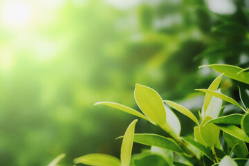 closeup green leaf plant in nature with sunshine