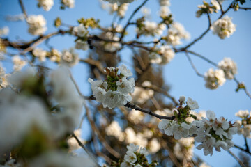 Kirschblüten im Frühling