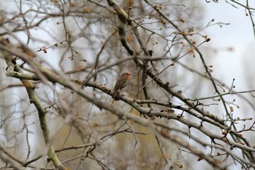 Robin bird (Erithacus rubecula) on a tree branch