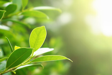 Fototapeta na wymiar closeup green leaf plant in nature with sunshine