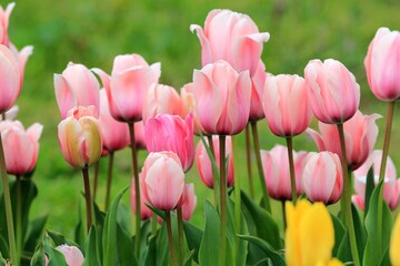 Pink and yellow tulips in the park in spring