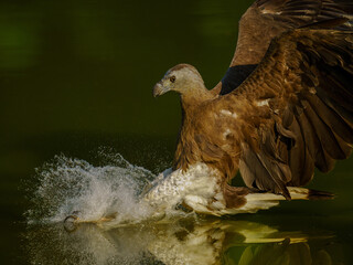 Grey-headed fish eagle