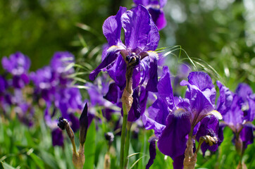 Natural iris flowers, purple, green leaves, spring. Nature, plot, natural, macro