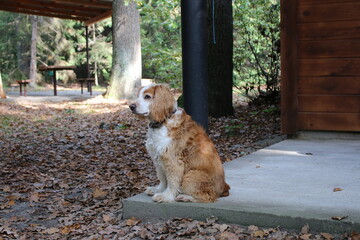 dog on the porch