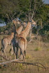Giraffes in Masai Mara Game Reserve of Kenya, East Africa...