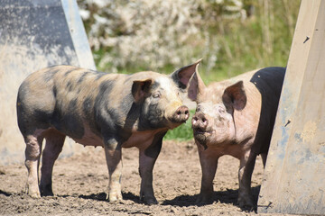 Fototapeta premium cochon porc porcelet viande elevage agriculture 