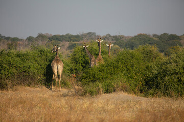 Giraffes in Masai Mara Game Reserve of Kenya, East Africa...