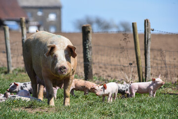 cochon porc porcelet viande elevage agriculture 