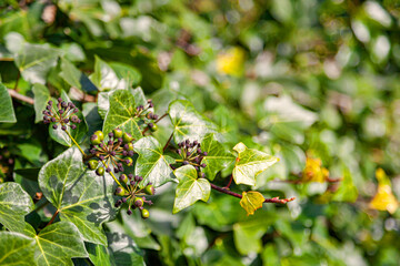 Detail of a set of seeds of ivy (hedera) helix and adult leaves