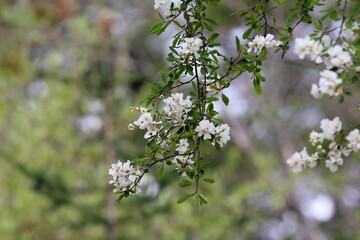 Blooming tree in the spring in the park