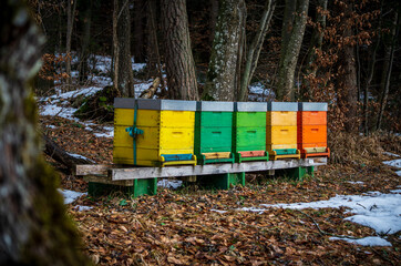 beehive in the woods