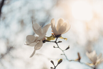 Wallpaper. Close-up of a white magnolia. Spring Floral Background Magnolia Blossom Botanical Garden.