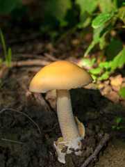 mushroom in the forest